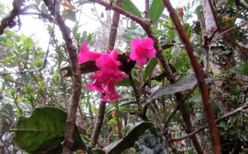 Pink flowers