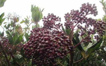 Elderberry