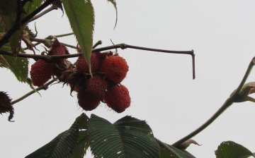 Wild raspberries