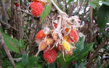 Wild Raspberries