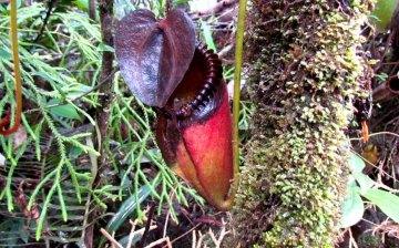 Pitcher plant