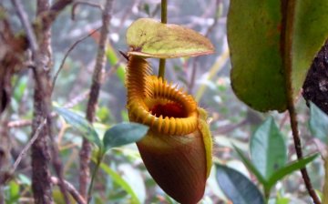 Pitcher plant