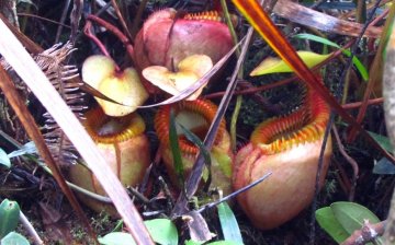 Pitcher plants