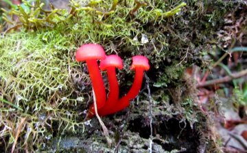 Red mushrooms