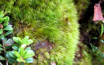 Moss