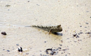 Periophthalmus barbarus