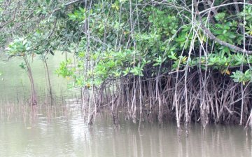 Mangroves