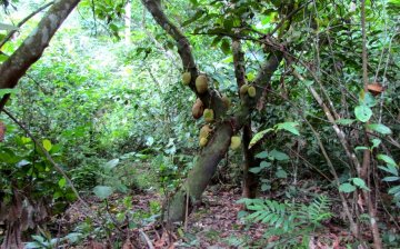 Jackfruit