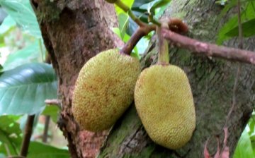 Jackfruit