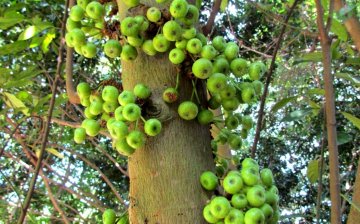 Fruits