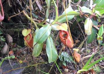 Nepenthes villosa