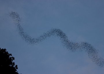Bats exodus
