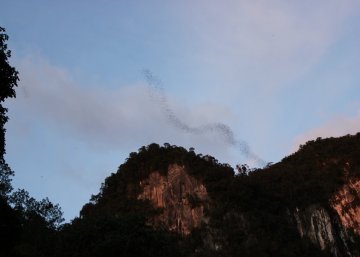 Bats exodus at Deer Cave