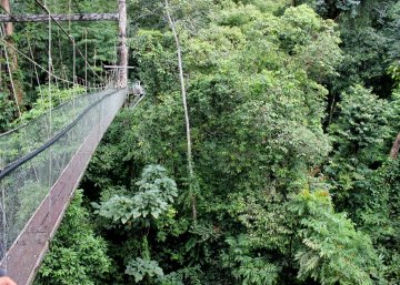 Canopy Walk