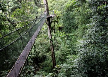 Canopy Walk