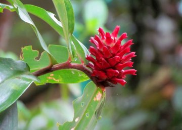 Red flowers