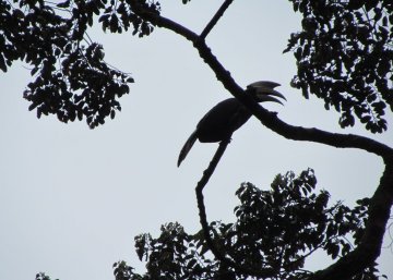 Hornbill