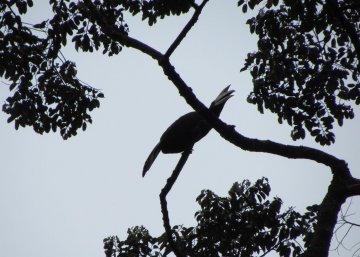 Hornbill