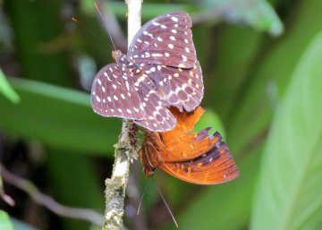 Butterflies