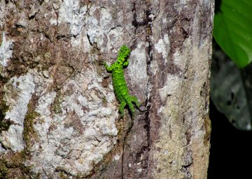 Green Lizard