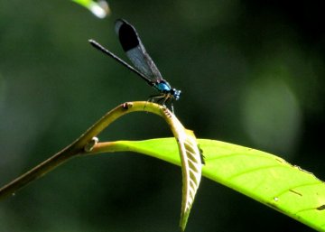 Dragonfly