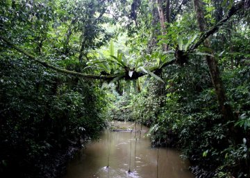 Mulu rainforest