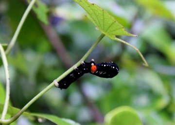 Caterpillar