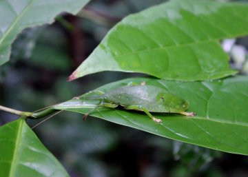 Leaf insect