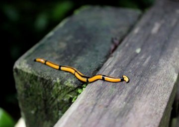 Hammerhead worm