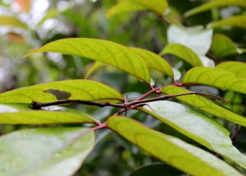 Stick insect