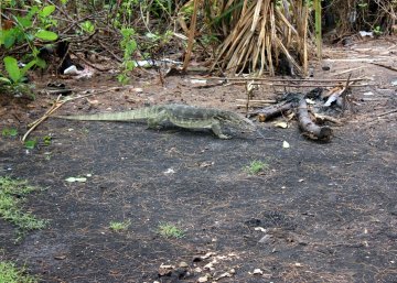 Monitor lizard #1