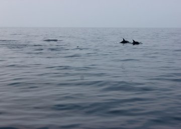 Dolphins!