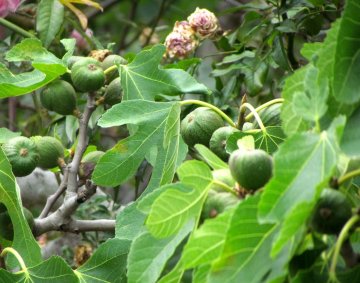 Fig tree