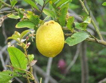 Lemon