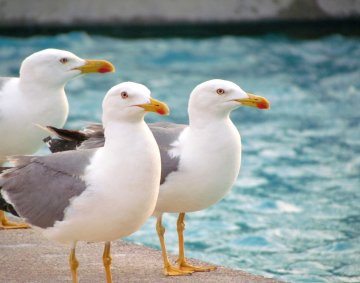 Seagulls