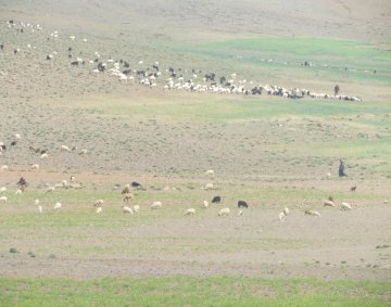 Sheep in Morocco