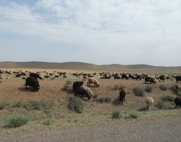 Sheep in Morocco