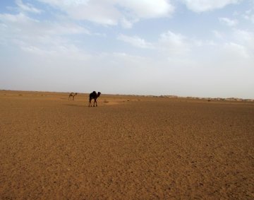 Camels in Sahara