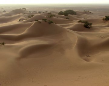 Sahara dunes