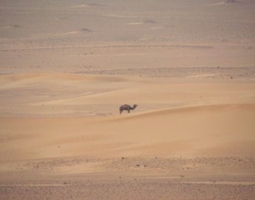 Camel at the desert