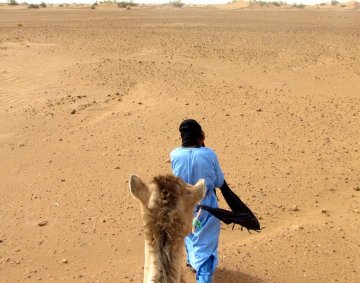 Camel guide
