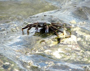 Crab