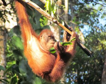 Orangutan