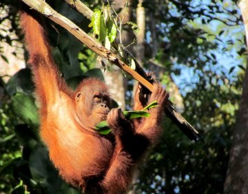 Orangutan again