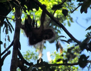 Orangutan baby