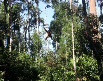 Orangutans in the park