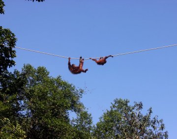 Rope stunt