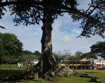 Pokok Kabu-kabu