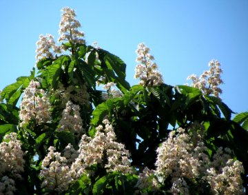 Horse-chestnut