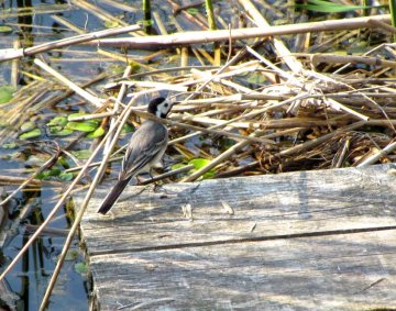 White Wagtail